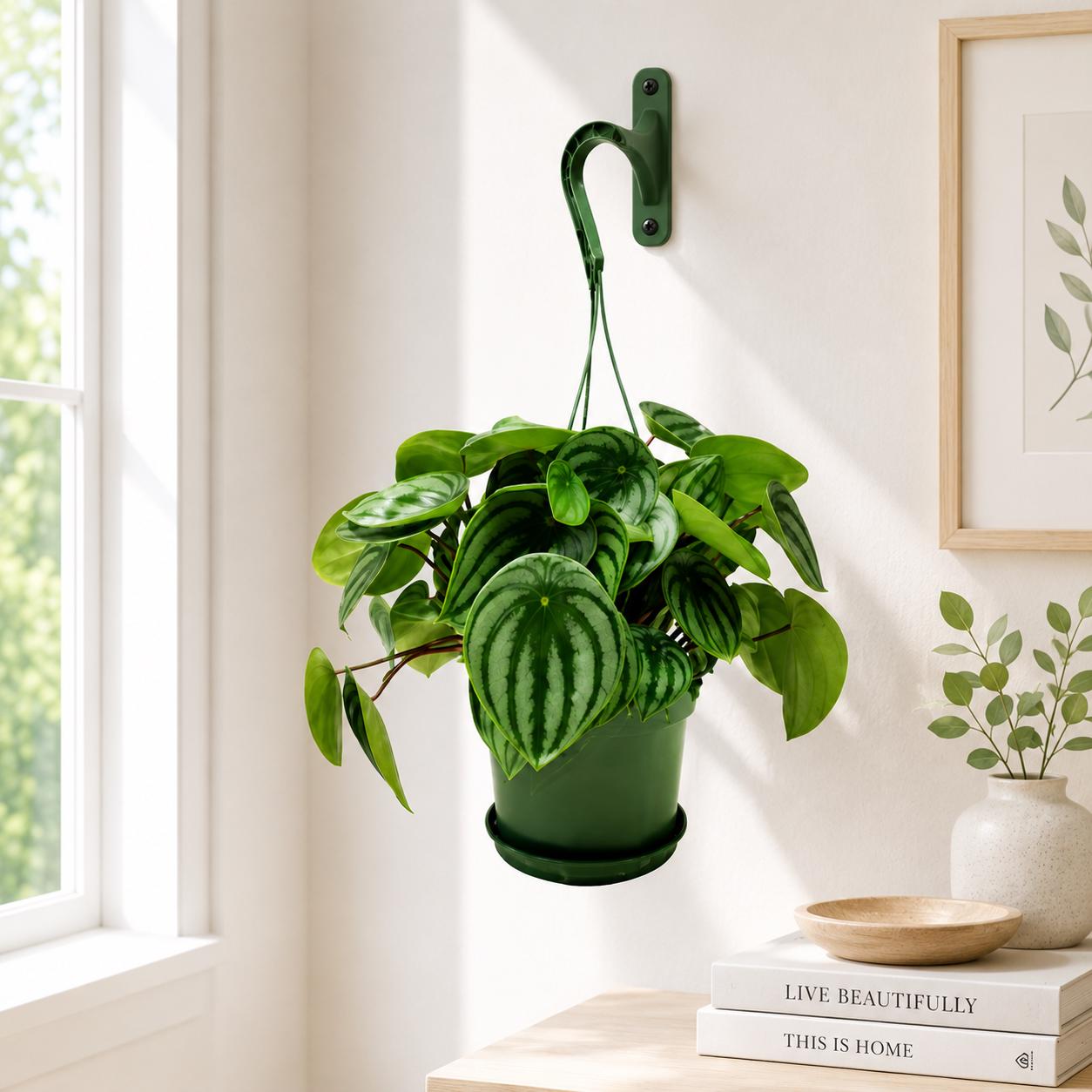 Watermelon Peperomia, Peperomia argyreia, Peperomia Watermelon, Watermelon Plants – Houseplants, Foliage Plants, Ground Covers, 6" Pot