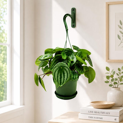 Watermelon Peperomia, Peperomia argyreia, Peperomia Watermelon, Watermelon Plants – Houseplants, Foliage Plants, Ground Covers, 6" Pot