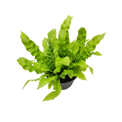 Crispy Wave Fern, Asplenium Nidus, Birds Nest Fern – Houseplants, Gift Plants, Bathroom Plants, Terrarium Plants, Air Purifier – 6” Pot