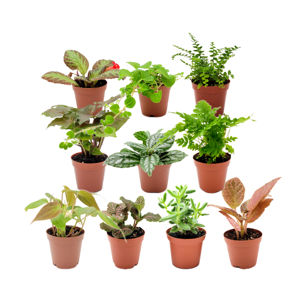 10PK 2-in Live Houseplant Collection, No Duplicates for up to 2 PKs (20 Plants) in an Order, Live Indoor Plants, Easy to Grow, Indoor Gardening, Home Decor, Office Decor, Plant Gift, Holiday Gift