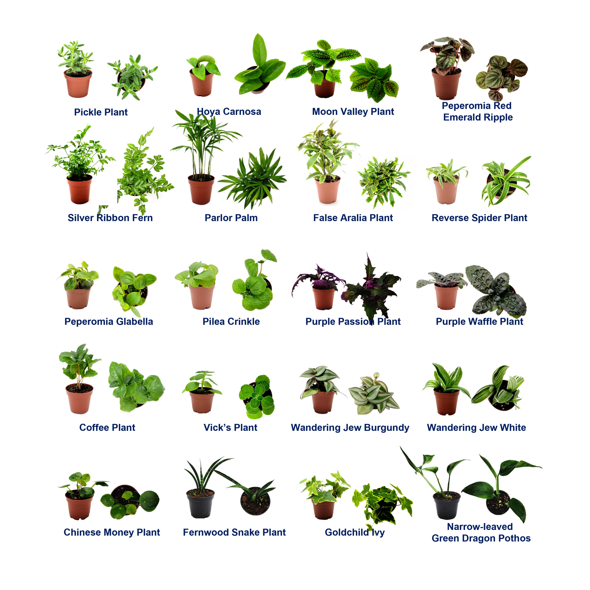 indoor plant directory 10PK 2-in Live Houseplant Collection, No Duplicates, Live Indoor Plant – Wonderland Flora