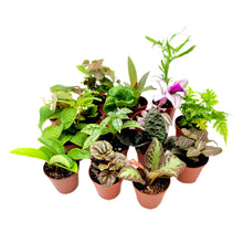Load image into Gallery viewer, 10PK 2-in Live Houseplant Collection, No Duplicates for up to 2 PKs (20 Plants) in an Order, Live Indoor Plants, Easy to Grow, Indoor Gardening, Home Decor, Office Decor, Plant Gift, Holiday Gift
