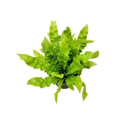 Crispy Wave Fern, Asplenium Nidus, Birds Nest Fern – Houseplants, Gift Plants, Bathroom Plants, Terrarium Plants, Air Purifier – 6” Pot