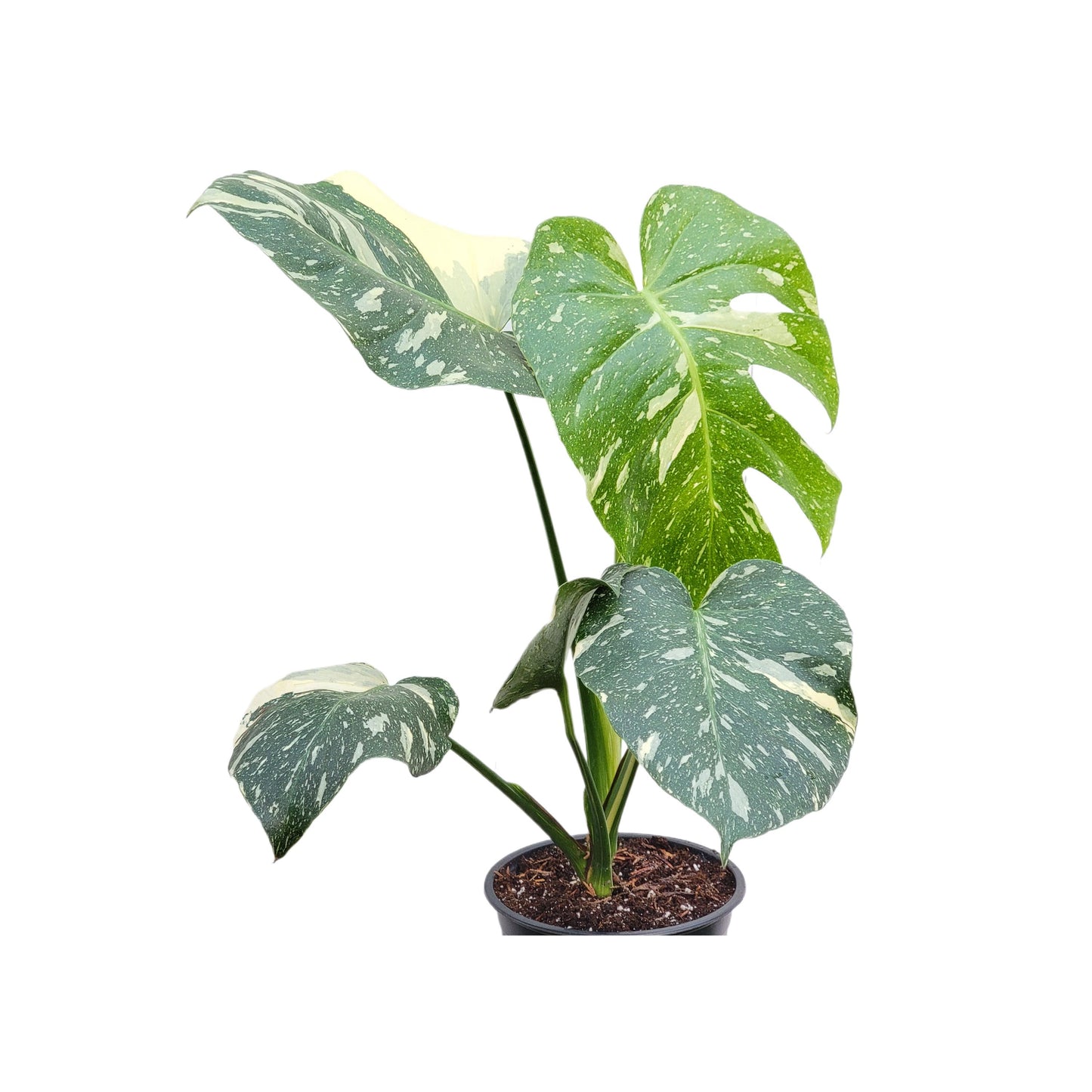 Premium Thai Constellation Monstera - Large Statement Houseplant in 6-Inch Pot, Rare Indoor Plant Beauty