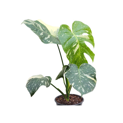Premium Thai Constellation Monstera - Large Statement Houseplant in 6-Inch Pot, Rare Indoor Plant Beauty