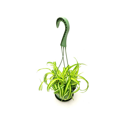 Bonnie Curly Spider Plant, Chlorophytum comosum, Airplane Plant - Houseplants, Foliage Plants, Airpurifiers, Home Decor - 6"-Hanging Basket