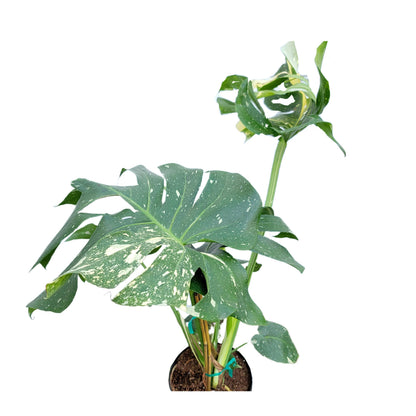 Premium Thai Constellation Monstera - Large Statement Houseplant in 9-Inch Pot, Rare Indoor Floor Plant Beauty