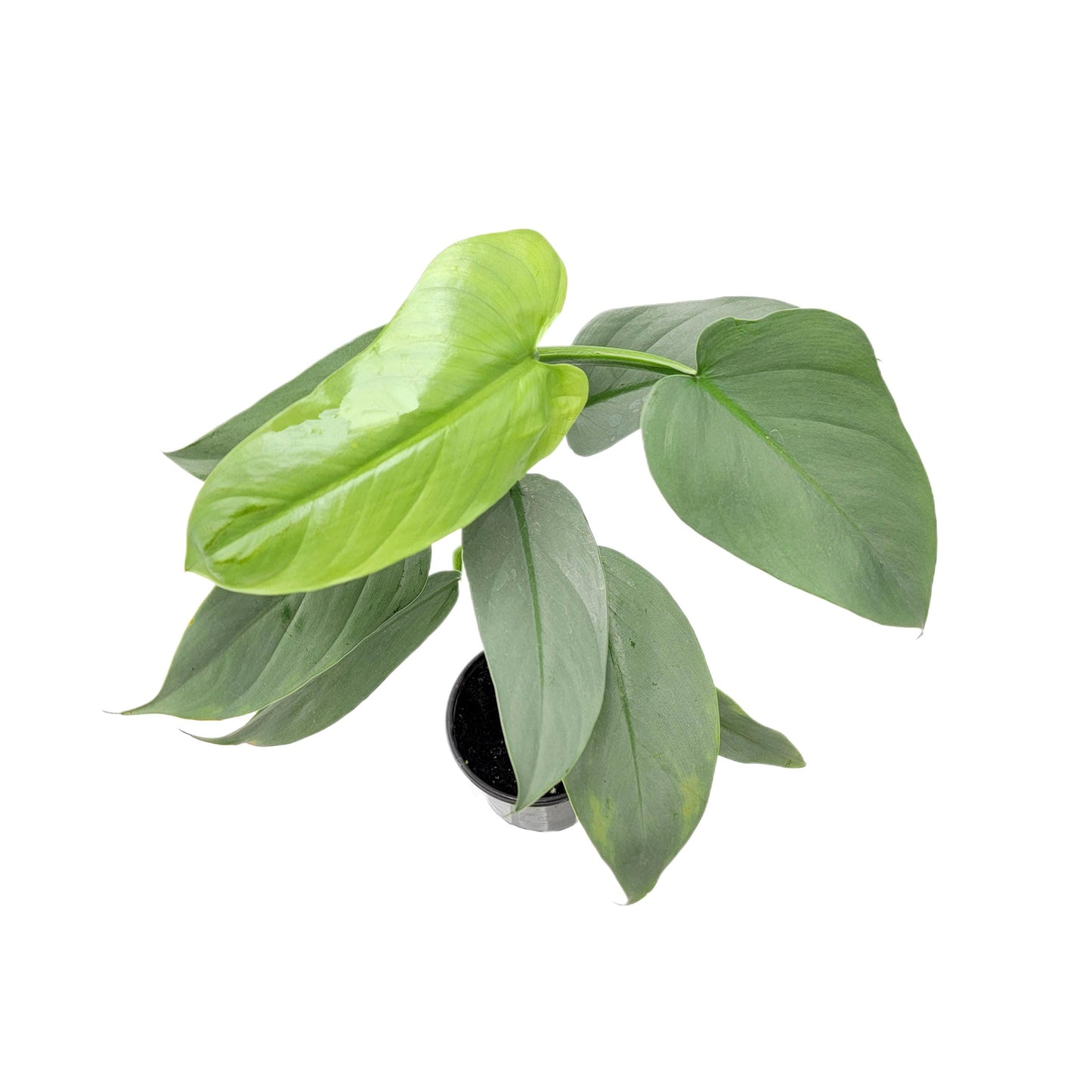 Philodendron Silver Sword, Philodendron hastatum – 4” Pot