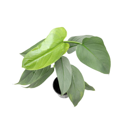 Philodendron Silver Sword, Philodendron hastatum – 4” Pot