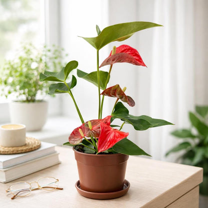 5” Pot Anthurium Red Plant – Live Indoor Flowering Houseplant, Easy Care Tropical Plant