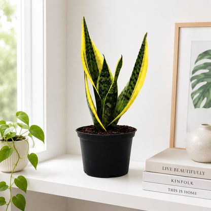 Sansevieria Futura Superba Snake Plant in 6-Inch Nursery Pot – Easy Indoor Low Light Houseplant