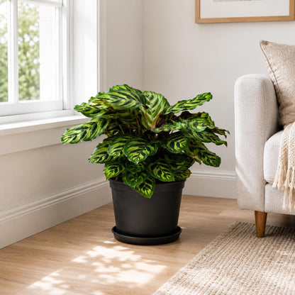 10” Calathea Peacock Plant in Nursery Pot – Large Tropical Indoor Prayer Plant for Home & Office Décor