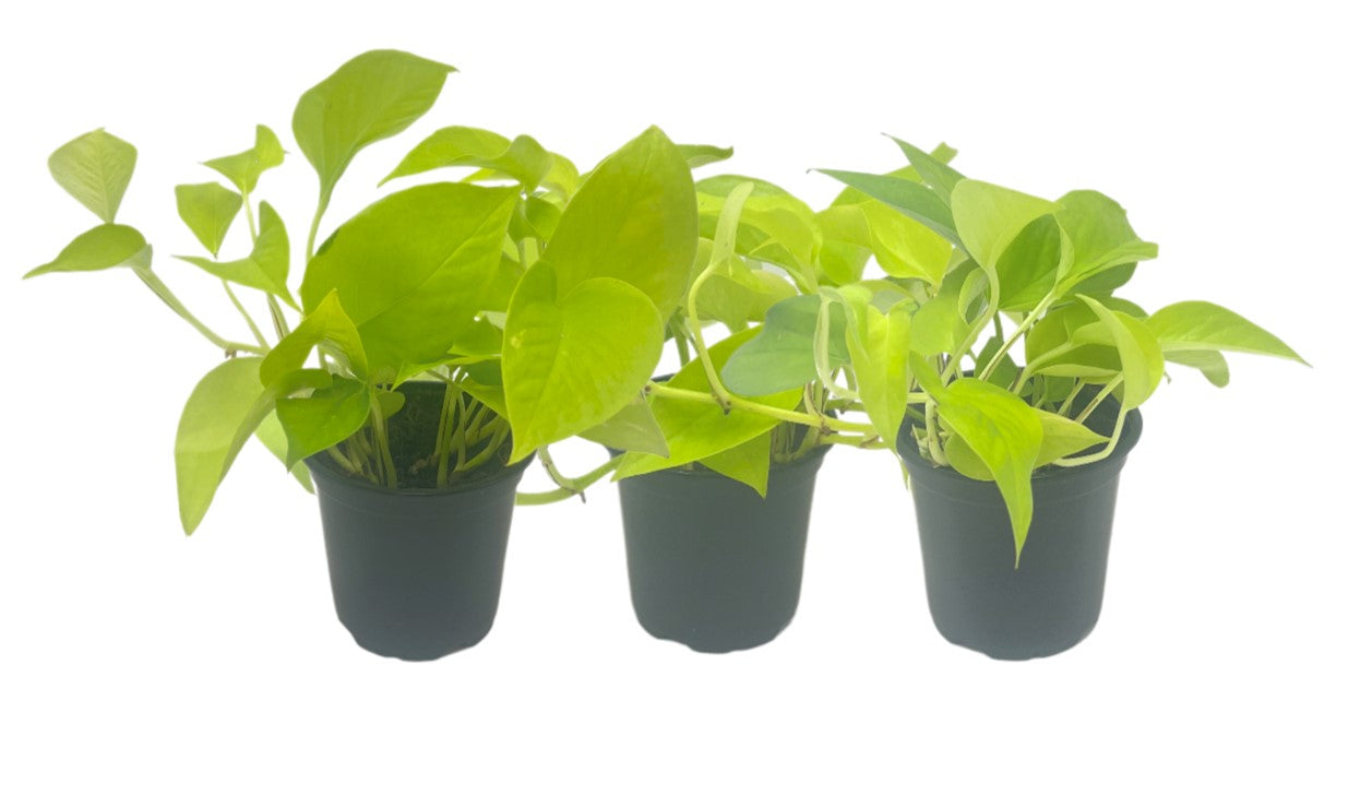 3-PK Live Neon Pothos, Epipremnum aureum 'Neon', Air Purifying Indoor Plant, Low Light Houseplant, Easy Care Plant, 4-inch Pot(s)