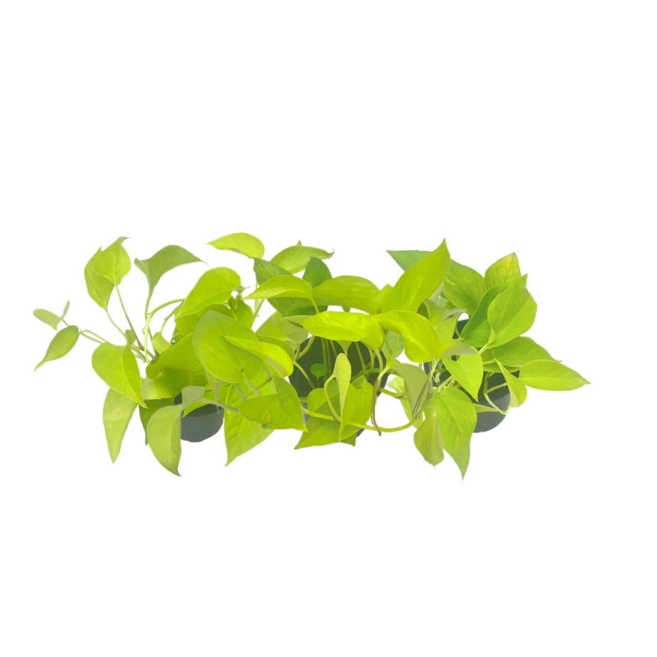3-PK Live Neon Pothos, Epipremnum aureum 'Neon', Air Purifying Indoor Plant, Low Light Houseplant, Easy Care Plant, 4-inch Pot(s)