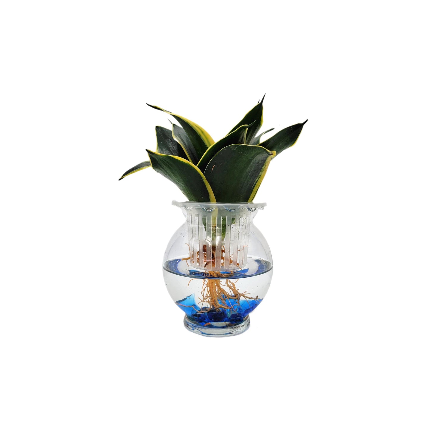 Modern Hydroponic Snake Plant (Sansevieria) in Glass Bowl, Live Air-Purifying Indoor Plant, Houseplant, Free Heat Pack