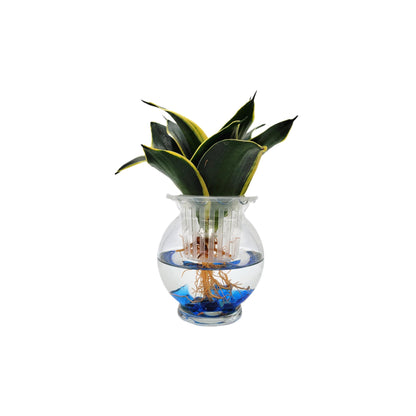 Modern Hydroponic Snake Plant (Sansevieria) in Glass Bowl, Live Air-Purifying Indoor Plant, Houseplant, Free Heat Pack