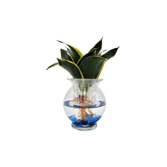 Modern Hydroponic Snake Plant (Sansevieria) in Glass Bowl, Live Air-Purifying Indoor Plant, Houseplant, Free Heat Pack