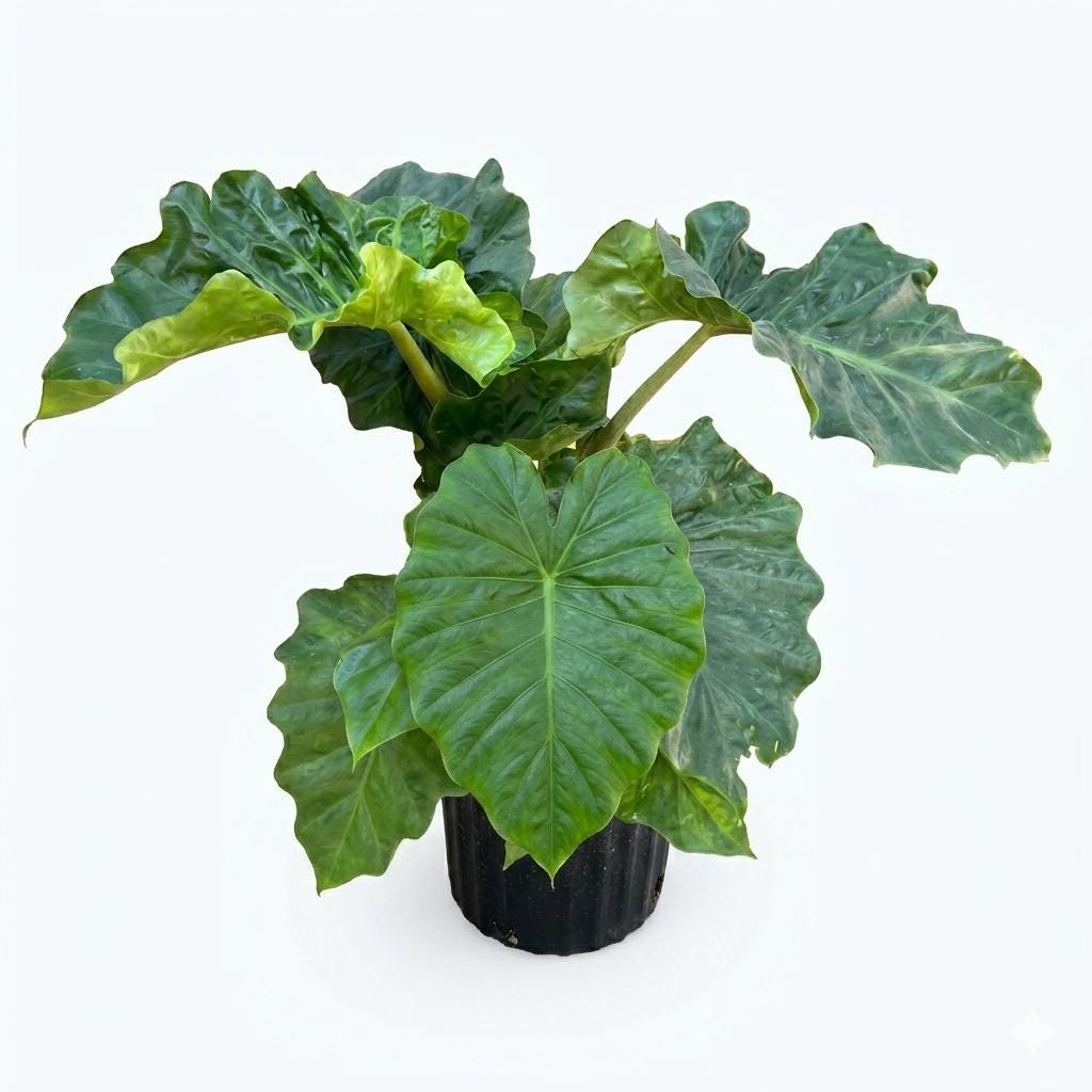 10” Alocasia Low Rider Elephant Ear Plant – Rare Tropical Indoor Plant with Ruffled Green Leaves
