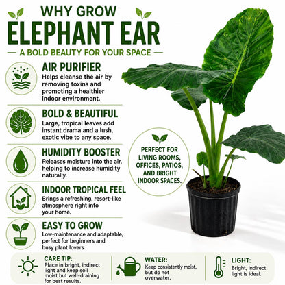 10” Elephant Ear Plant (Alocasia) – Large Tropical Indoor Houseplant for Bright Spaces
