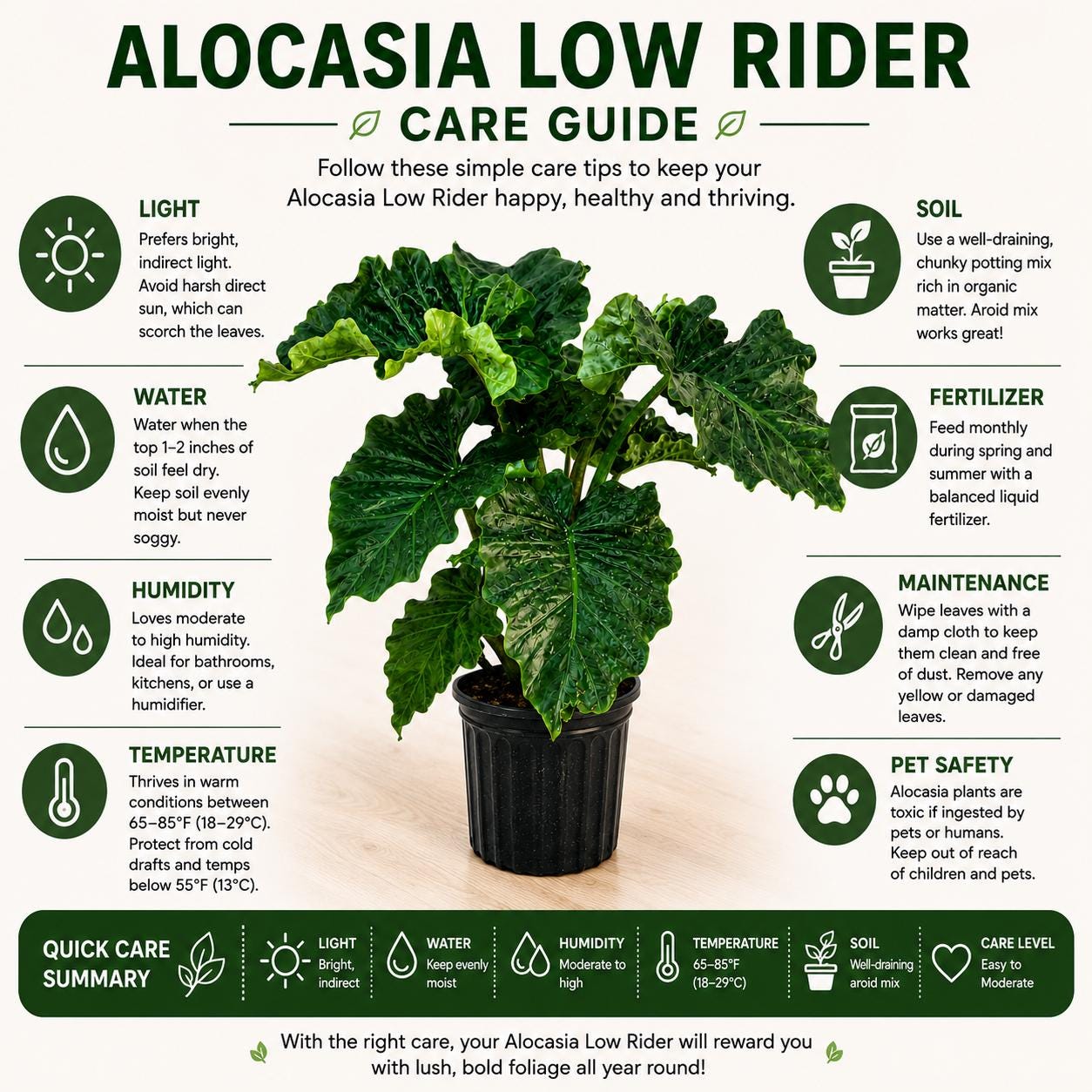 10” Alocasia Low Rider Elephant Ear Plant – Rare Tropical Indoor Plant with Ruffled Green Leaves