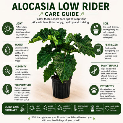 10” Alocasia Low Rider Elephant Ear Plant – Rare Tropical Indoor Plant with Ruffled Green Leaves