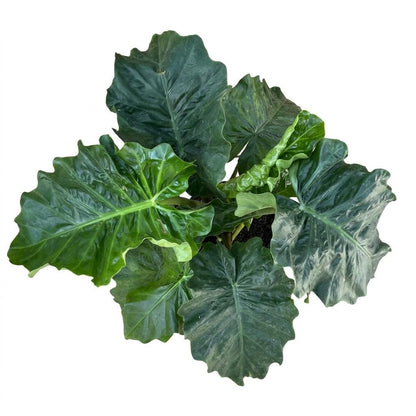 10” Alocasia Low Rider Elephant Ear Plant – Rare Tropical Indoor Plant with Ruffled Green Leaves
