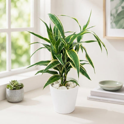 Hydroponic Dracaena Sanderiana Live Plant in 4.25" White Ceramic Pot | Lucky Bamboo Relative | Easy Care Indoor Air Purifying Houseplant