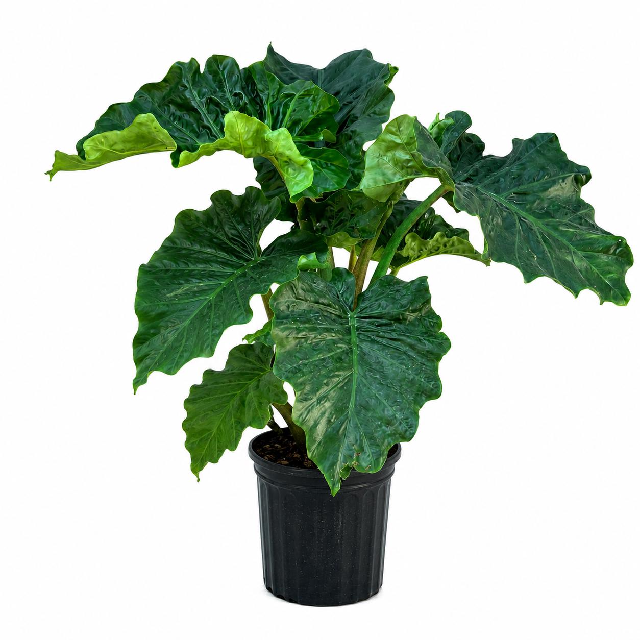 10” Alocasia Low Rider Elephant Ear Plant – Rare Tropical Indoor Plant with Ruffled Green Leaves