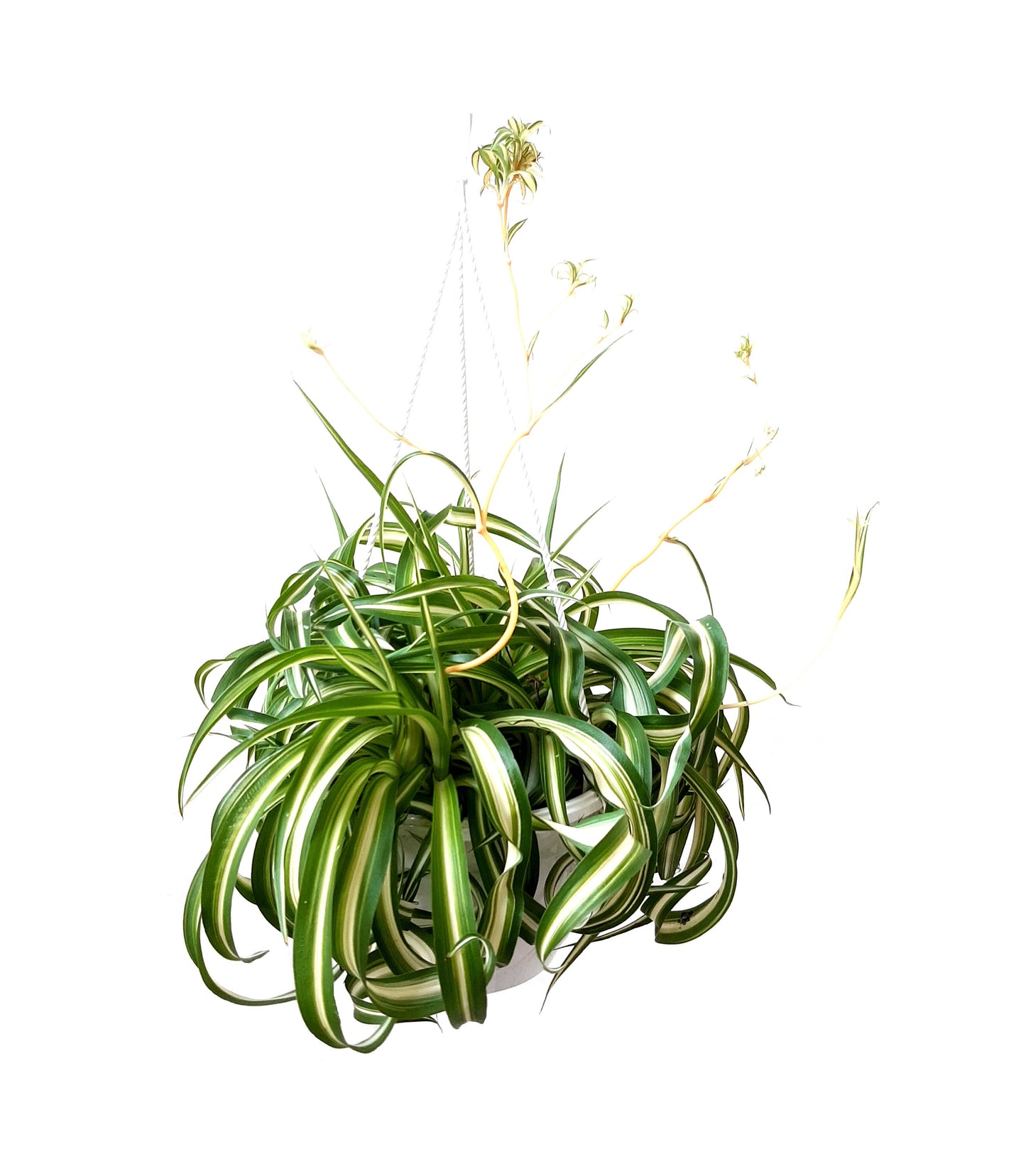 8"-Hanging Basket Bonnie Curly Spider Plant, Chlorophytum comosum, Airplane Plant - Houseplants, Foliage Plants, Airpurifiers, Home Decor