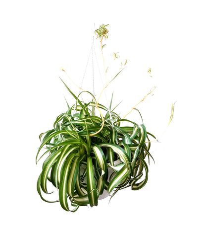 8"-Hanging Basket Bonnie Curly Spider Plant, Chlorophytum comosum, Airplane Plant - Houseplants, Foliage Plants, Airpurifiers, Home Decor