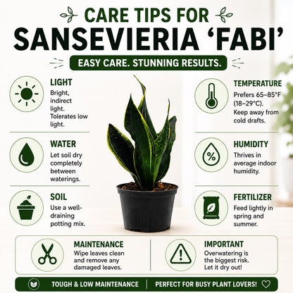 Sansevieria ‘Fabi’ Snake Plant in 6-Inch Nursery Pot – Easy Low Light Indoor Houseplant