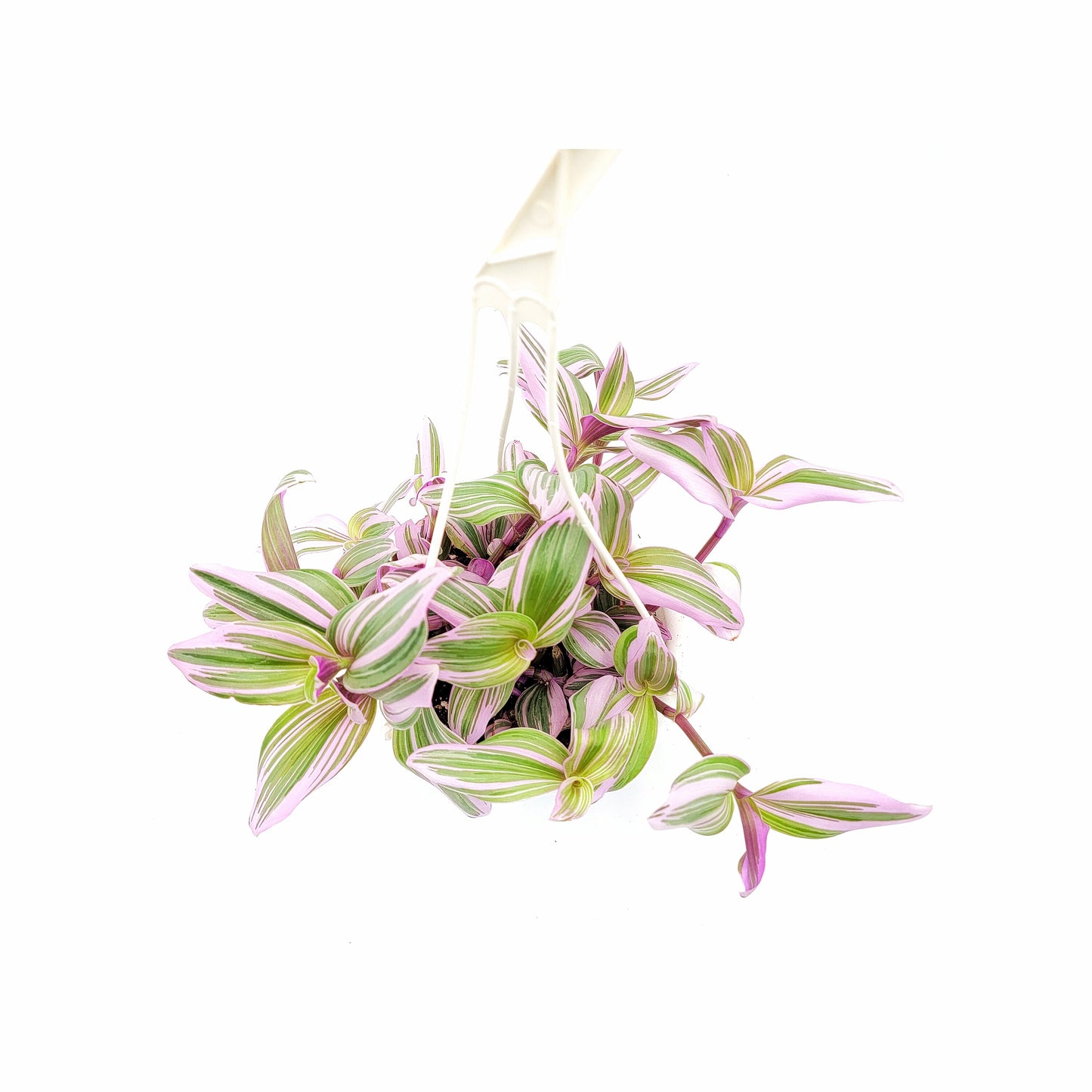 Fantasy Venice Wandering Jew/Tradescantia Nanouk/Tradescantia albiflora Nanouk – House Plants/Hanging Basket/Gift – 6" Hanging Basket