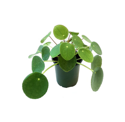 4” Chinese Money Plant, Pilea peperomioides, UFO Plant, Pancake Plant – Houseplants, Foliage Plants, Lucky Plants
