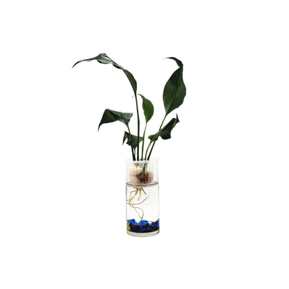 Modern Hydroponic Peace Lily in Glass Cylinder Vase, NASA-Approved Air Purifying Indoor Plant, Live Houseplant