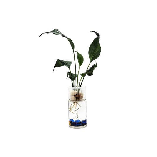 Modern Hydroponic Peace Lily in Glass Cylinder Vase, NASA-Approved Air Purifying Indoor Plant, Live Houseplant