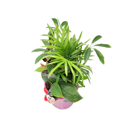 Dish Garden Mixed Plants in 6-Inch Ladybug Ceramic Planter - Cute Plant Gift, Live Indoor Houseplants, Novelty Planter, Air Purifying Plants