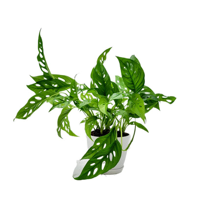 Rare Tropical Charm: Monstera Adansonii 'Swiss Cheese," Easy Care & Iconic Foliage Indoor Houseplant, Air Purifying Plant, 6-inch Decor Pot
