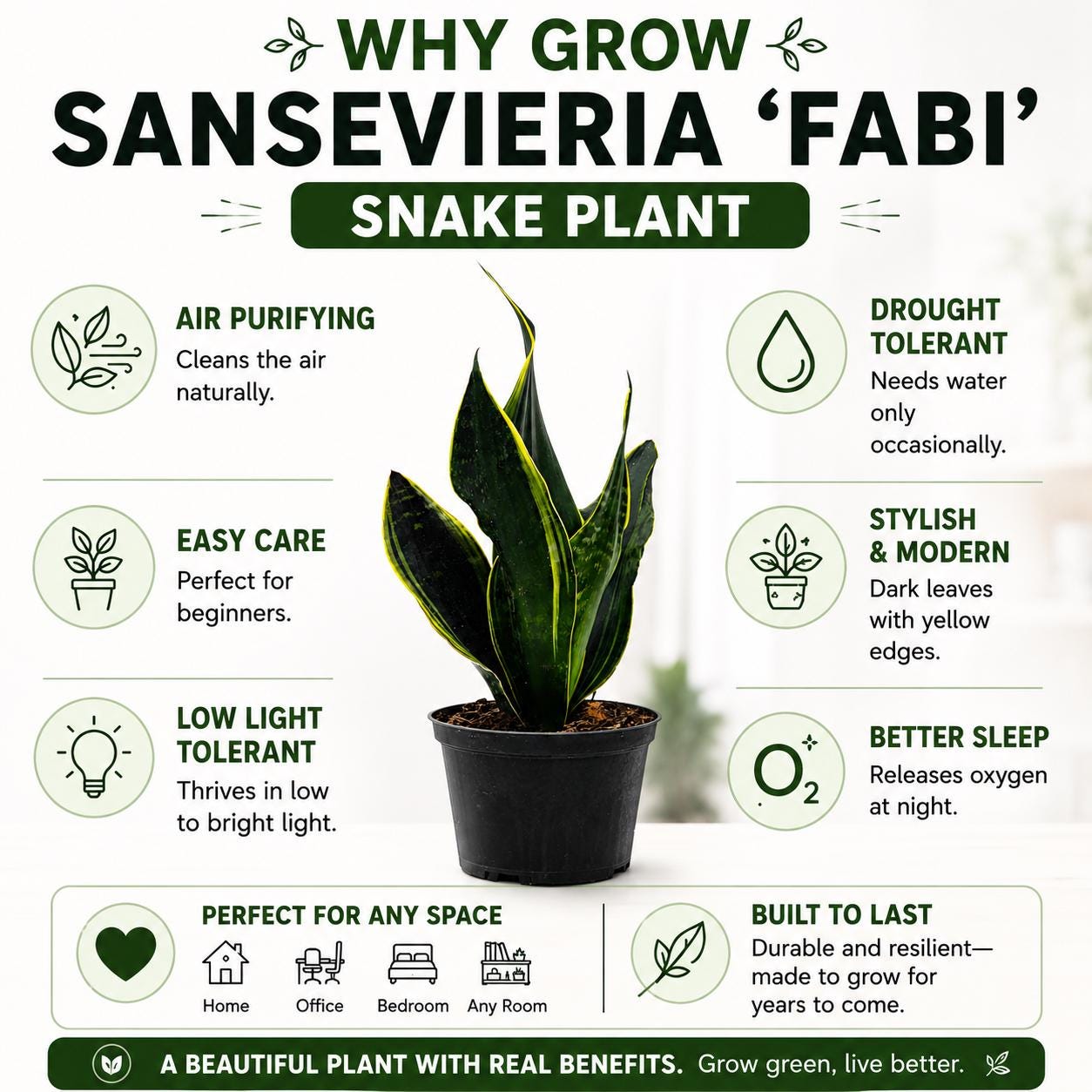 Sansevieria ‘Fabi’ Snake Plant in 6-Inch Nursery Pot – Easy Low Light Indoor Houseplant