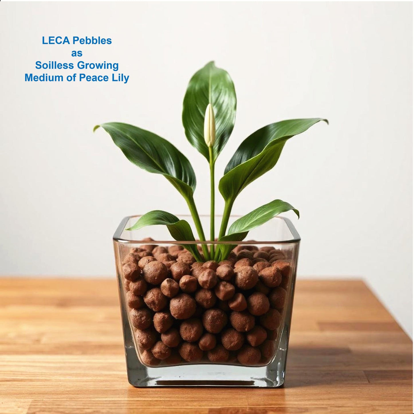 Premium LECA Clay Beads, Clay Pebbles, Grow Rocks, Clay Balls, Hydroponic Growing Medium – 2.5-LB Bag