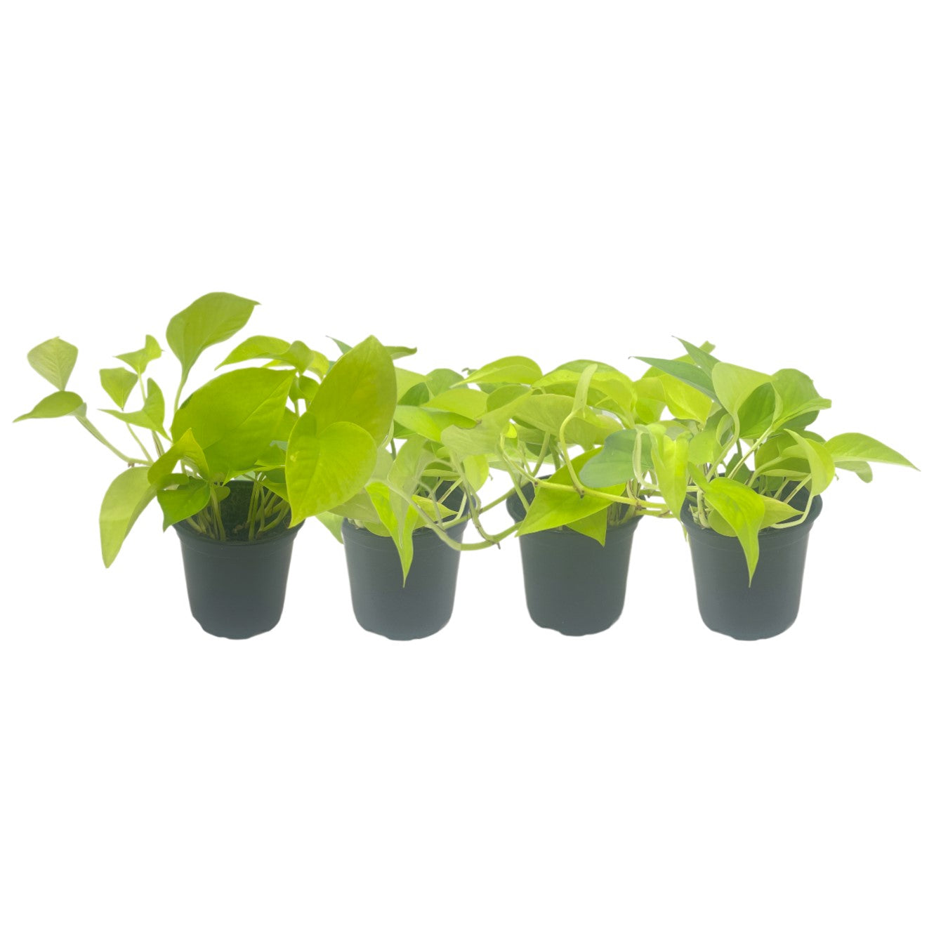 4-PK Live Neon Pothos, Epipremnum aureum 'Neon', Air Purifying Indoor Plant, Low Light Houseplant, Easy Care Plant, 4-inch Pot(s)