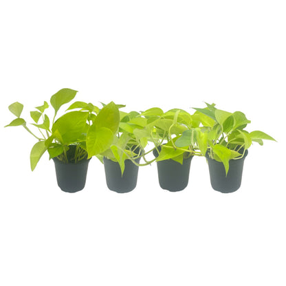 4-PK Live Neon Pothos, Epipremnum aureum 'Neon', Air Purifying Indoor Plant, Low Light Houseplant, Easy Care Plant, 4-inch Pot(s)