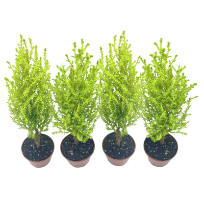 4-PK Live Dwarf Lemon Cypress, Cupressus macrocarpa ‘Goldcrest Wilma,’ Live Indoor Tree, Houseplant, Garden Plant, Fragrant Plant, 2.5-inch Pot(s)