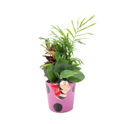 Dish Garden Mixed Plants in 6-Inch Ladybug Ceramic Planter - Cute Plant Gift, Live Indoor Houseplants, Novelty Planter, Air Purifying Plants