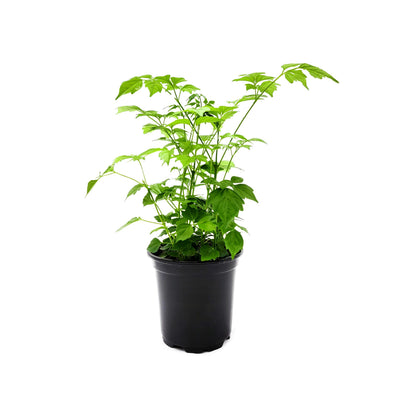 China Doll Plants, Radermachera sinica – Houseplants, Indoor Trees, Foliage Plants – 4” Pot FREE HEATPACK