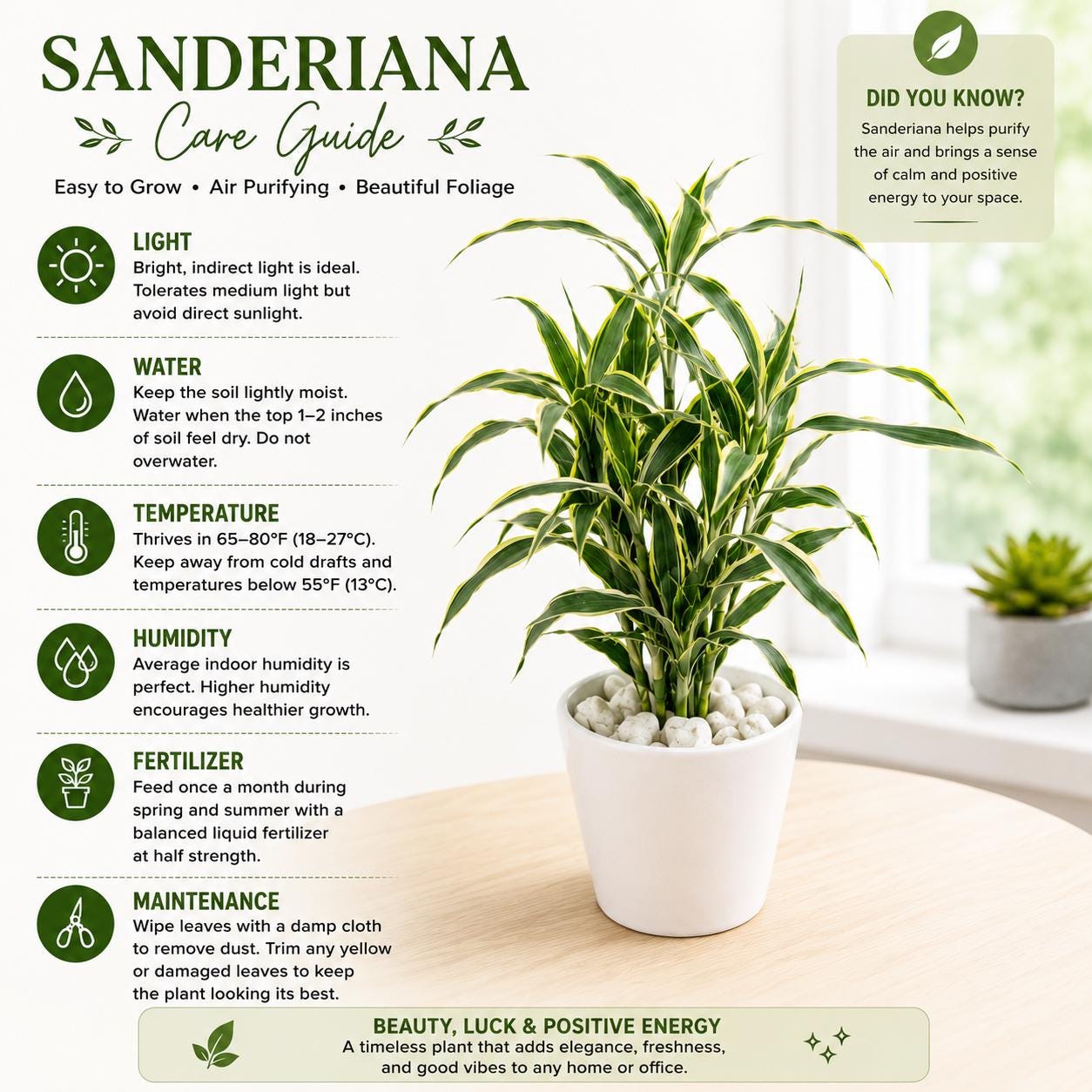 Hydroponic Dracaena Sanderiana Live Plant in 4.25" White Ceramic Pot | Lucky Bamboo Relative | Easy Care Indoor Air Purifying Houseplant