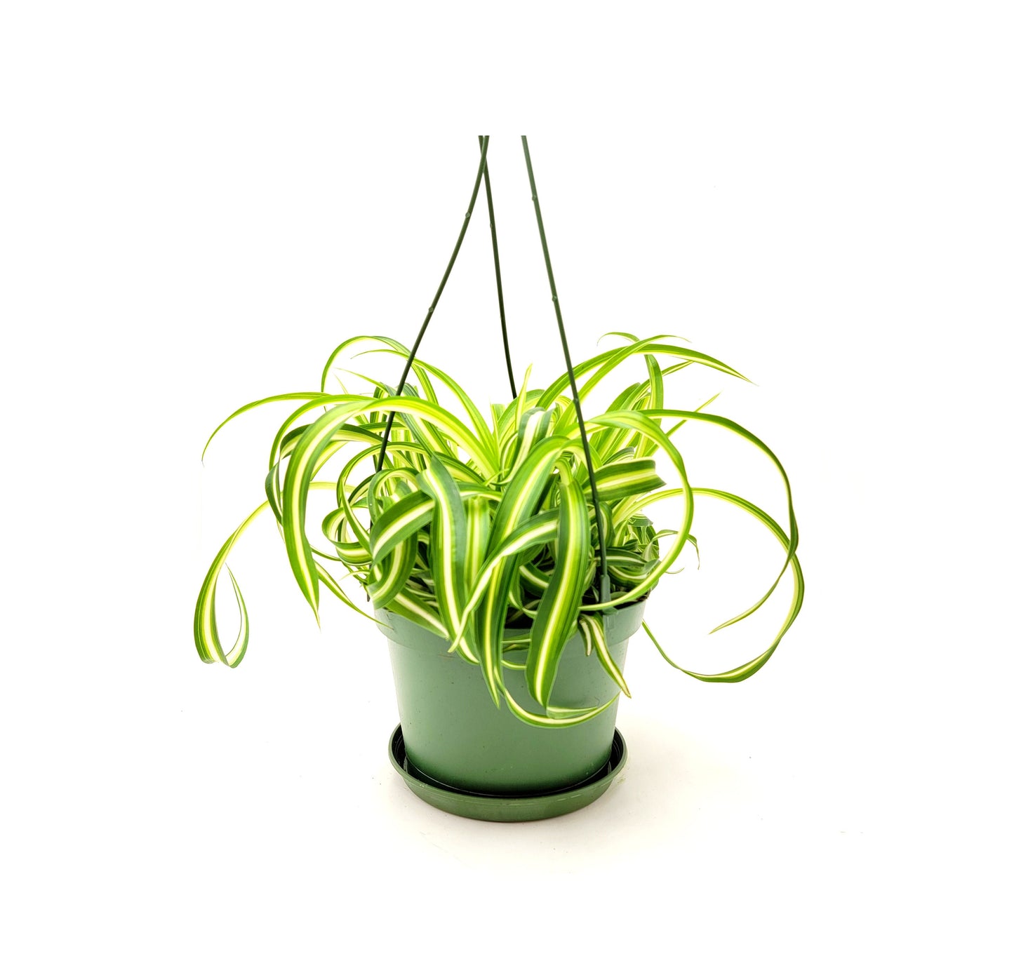 Bonnie Curly Spider Plant, Chlorophytum comosum, Airplane Plant - Houseplants, Foliage Plants, Airpurifiers, Home Decor - 6"-Hanging Basket