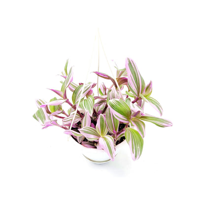 Fantasy Venice Wandering Jew/Tradescantia Nanouk/Tradescantia albiflora Nanouk – House Plants/Hanging Basket/Gift – 6" Hanging Basket