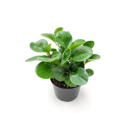 Peperomia Green, Peperomia obtusifolia, Baby Rubberplant, Pepper Face - House Plants, Tropical Plants, Foliage plants - 6" Pot