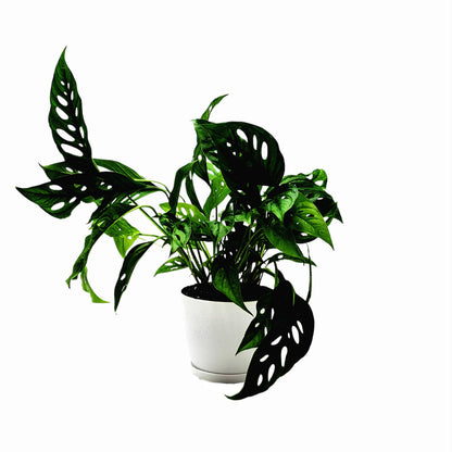 Rare Tropical Charm: Monstera Adansonii 'Swiss Cheese," Easy Care & Iconic Foliage Indoor Houseplant, Air Purifying Plant, 6-inch Decor Pot