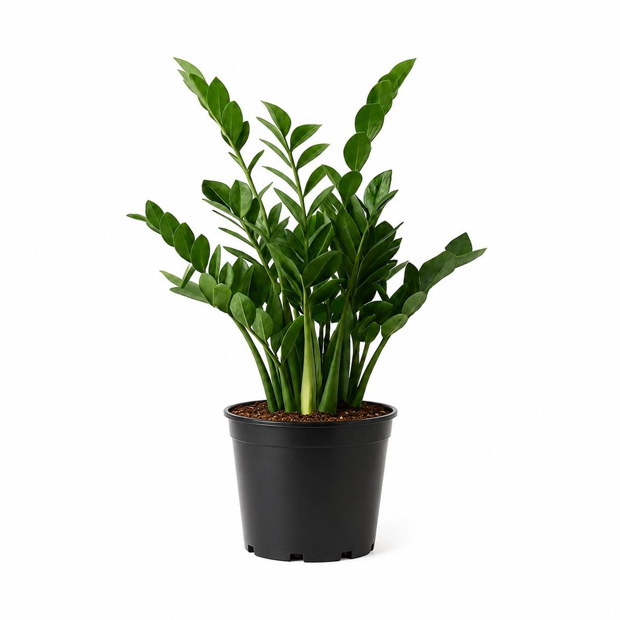 ZZ Plant in 6-inch Pot, Live Indoor Plant, Air Purifier, Low Light Resilient.